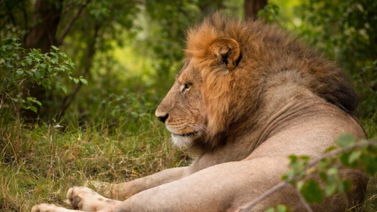 Wissenschaftler schlagen Alarm nach beunruhigenden Beobachtungen an afrikanischen Löwen
