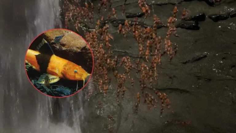 Zuerst wurde es von der Umweltpolizei entdeckt, eine Woche später traf die Wissenschaft ein: Das Video von orange-schwarzen Fischen, die nassen Fels hinaufklettern, wird bereits als historische Entdeckung bezeichnet.